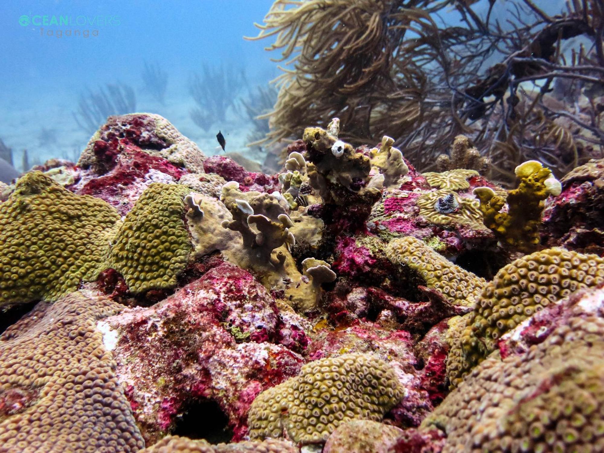 Ocean Lovers Hostel & Apartments タガンガ エクステリア 写真